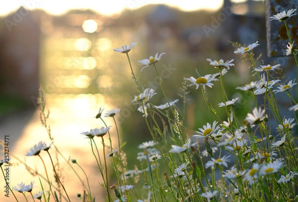 Obraz Cottage garden