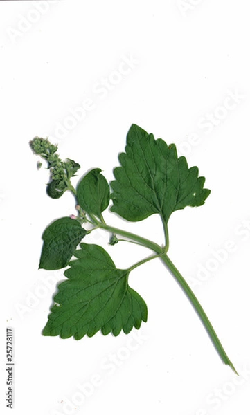 Fototapeta Catnip plant