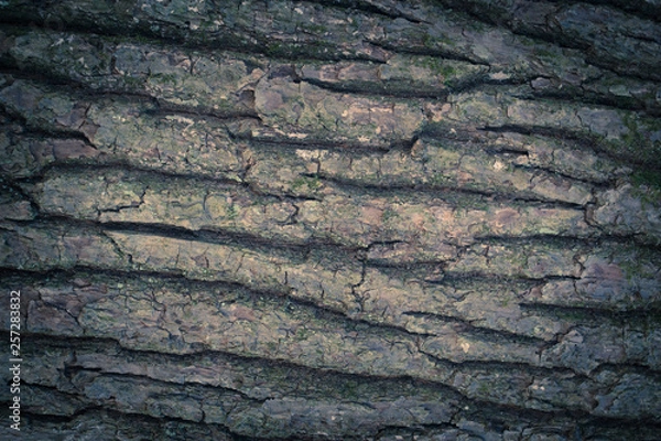 Obraz Texture of  tree from trunk. Dark background.