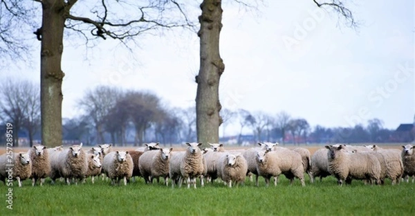 Fototapeta flock of sheep, black and white sheep