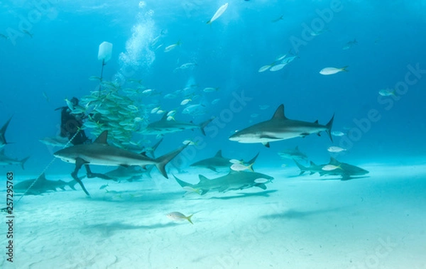 Fototapeta Caribbean reef shark and lemon shark at the Bahamas