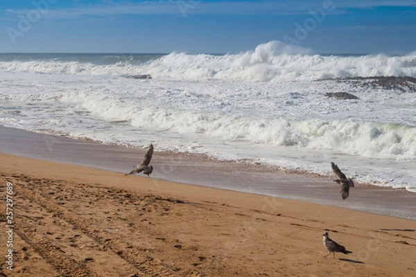Fototapeta Atlantic ocean beach with seagulls, Morocco