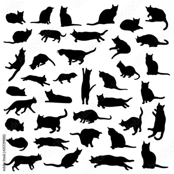 Fototapeta Vector set of isolated, detailed cat silhouettes in various poses and actions in black color on white background.