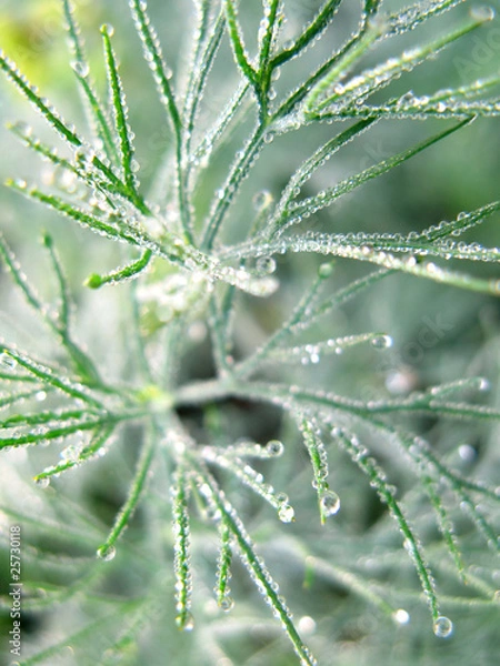 Fototapeta morning dew
