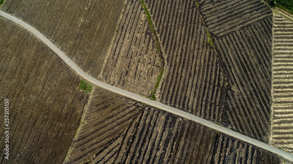 Obraz Sugar fields 1 Turrialba