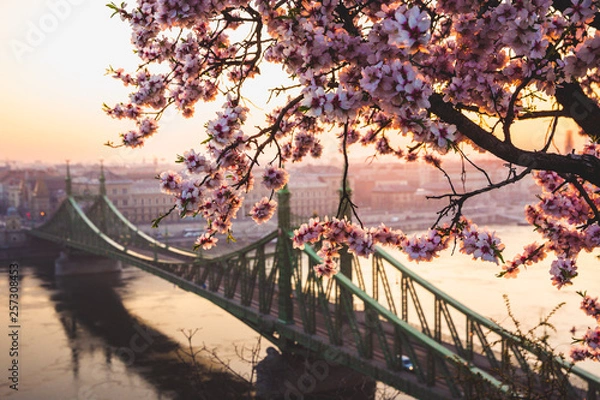 Obraz Beautiful Liberty Bridge at sunrise with cherry blossom in Budapest, Hungary. Spring has arrived to Budapest.