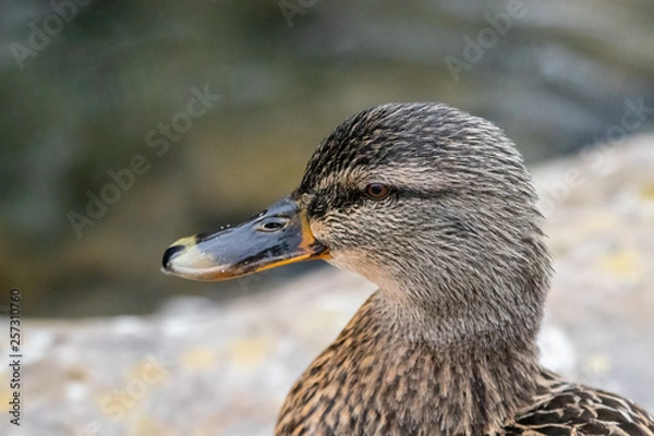 Obraz Mallard Duck