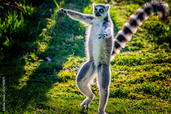 Fototapeta Ring-tailed lemur is dancing on green grass. He plays and performs. Like all lemurs it is endemic to the island of Madagascar.