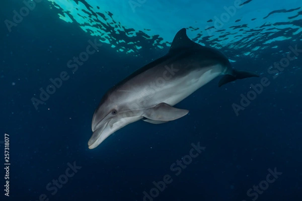 Fototapeta Dolphin swimming with divers in the Red Sea, Eilat Israel