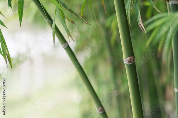 Fototapeta bamboo tree background