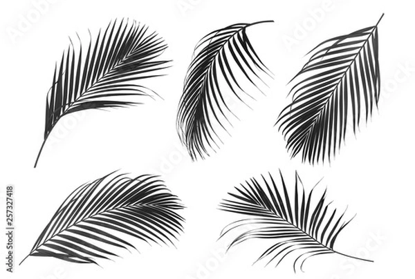 Fototapeta  Collection of Palm leaf which sway in black and white tone solated on white background .
