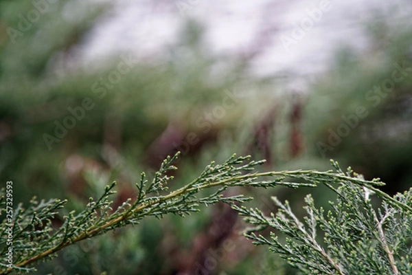Obraz Background of fir tree branches, nature needles.