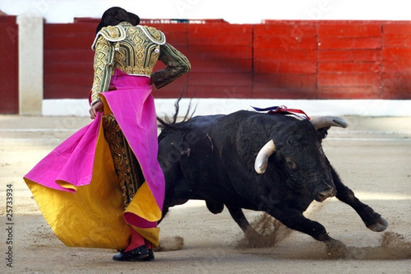 Fototapeta toros