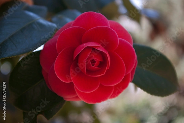 Obraz camellia flower