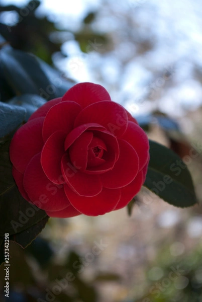 Obraz camellia flower
