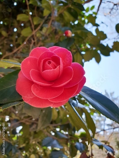 Obraz red camellia