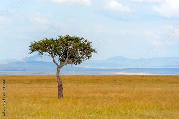 Fototapeta Landscape with nobody tree in Africa