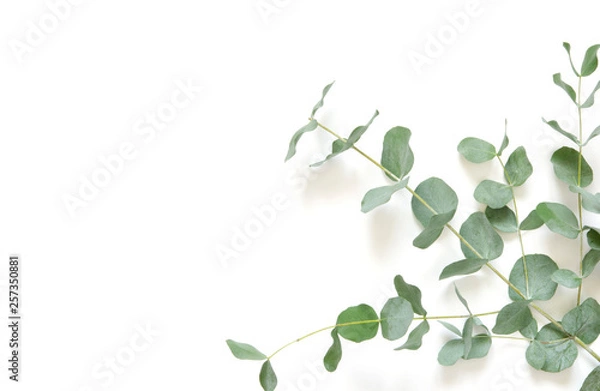 Fototapeta Eucalyptus leaves on white background. Flat lay, top view, copy space