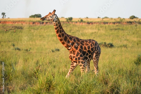 Obraz Giraffe in African