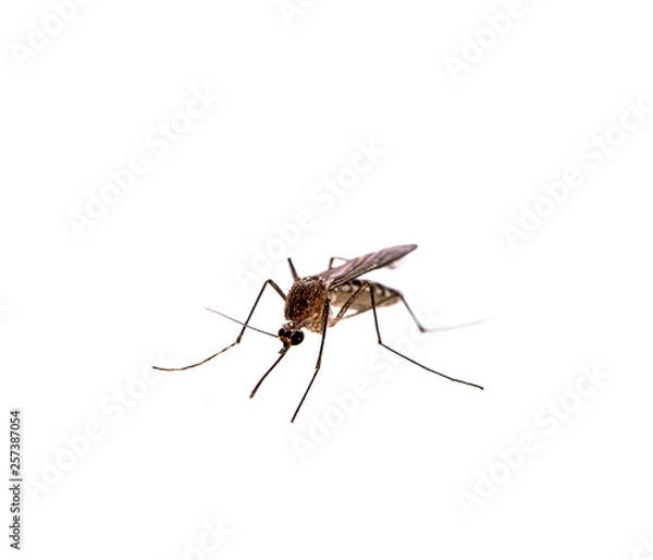 Fototapeta Mosquito isolated on white background
