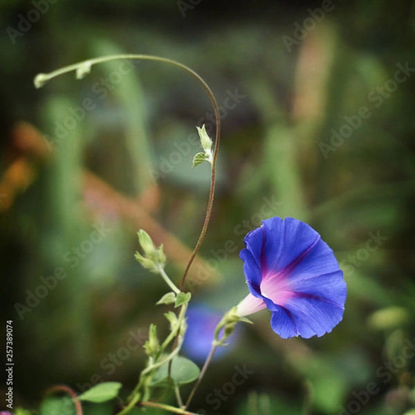 Obraz Ipomoea tricolor.
