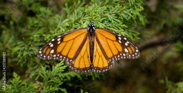 Obraz Monarch Butterfly, Mexico