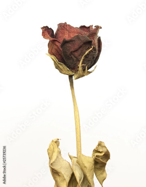 Obraz Beautiful dried red rose over white background