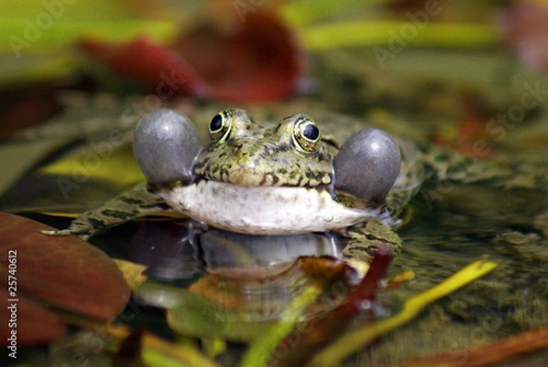 Obraz Природа