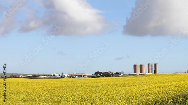 Fototapeta Canola fields in the Western Cape