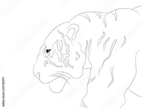 Fototapeta portrait of tiger lines, vector