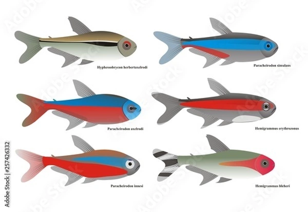 Obraz Illustration of different tetra species