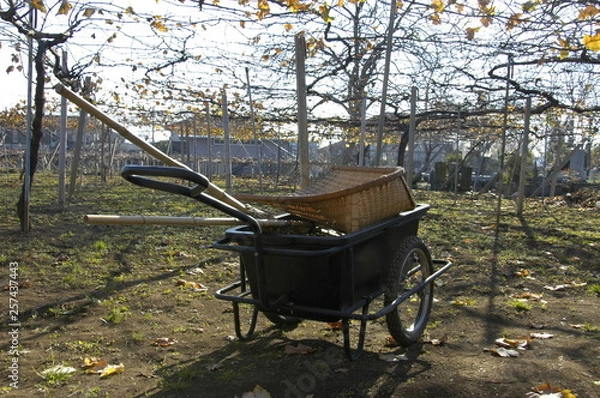 Fototapeta リアカー