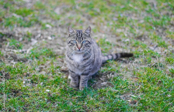 Obraz cat on grass