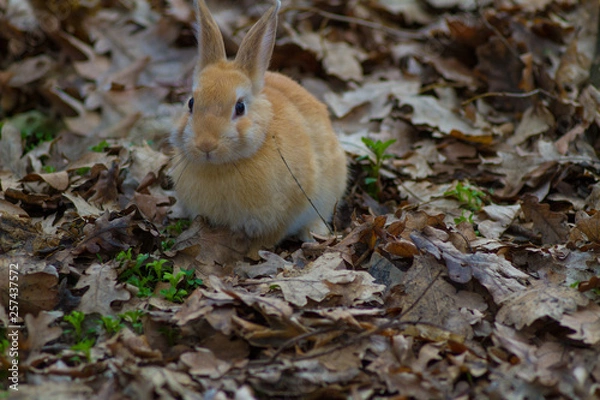 Obraz rabbit in the grass