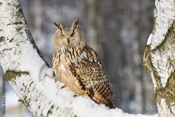 Obraz Eurasian eagle-owl