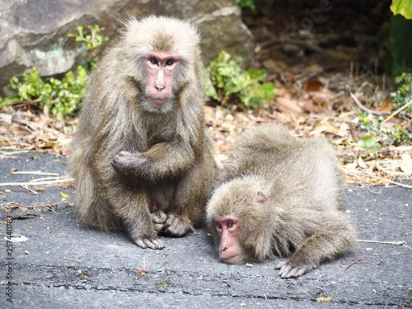 Fototapeta 屋久島