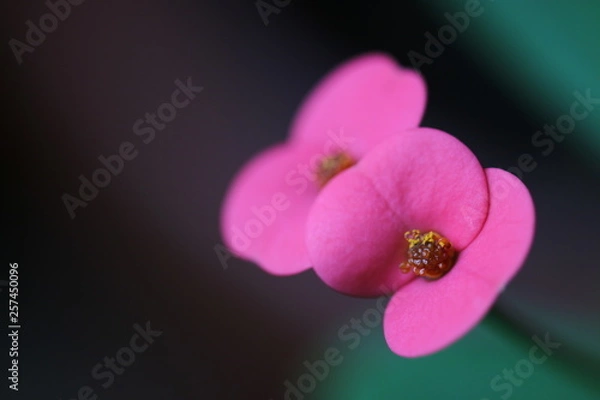 Obraz orchid on black background