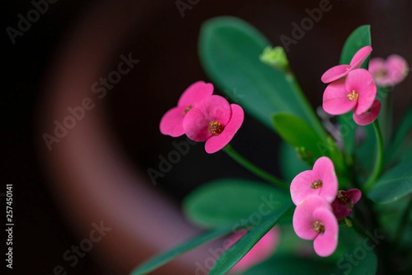 Obraz flowers on black background