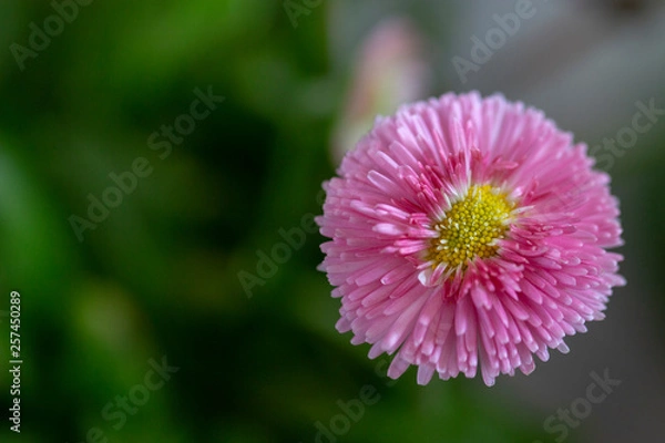 Obraz flower in garden