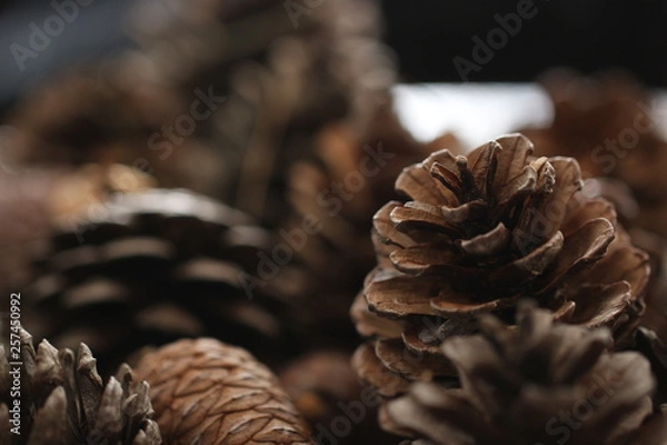 Obraz pine cones on wooden background
