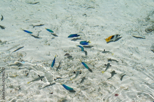 Fototapeta pececitos