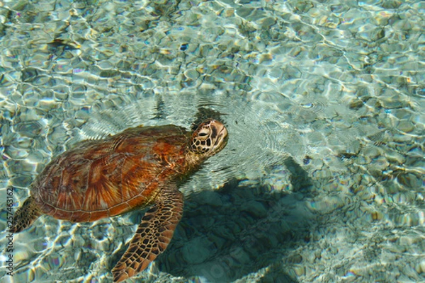Fototapeta tortuga respirando