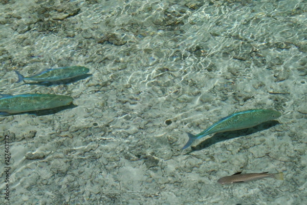Fototapeta peces