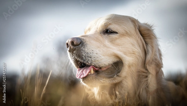 Obraz The Golden Retriever