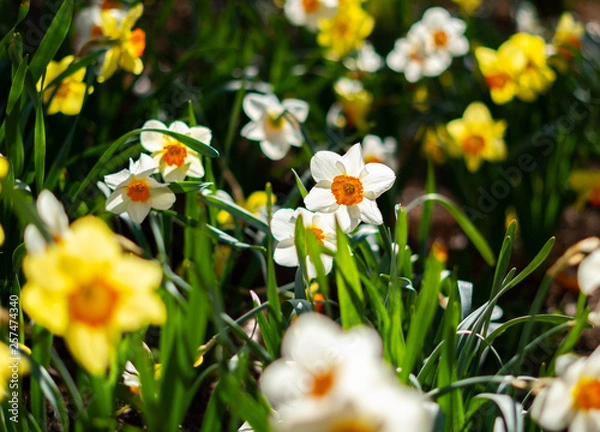 Obraz Sunflowers White and Yellow