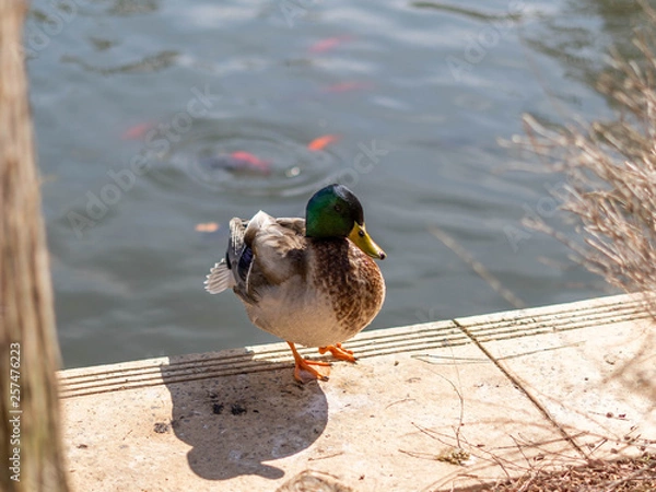 Obraz Duck On Sidewalk