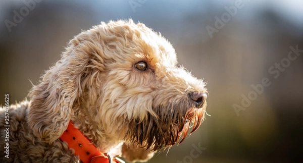 Fototapeta The Labradoodle