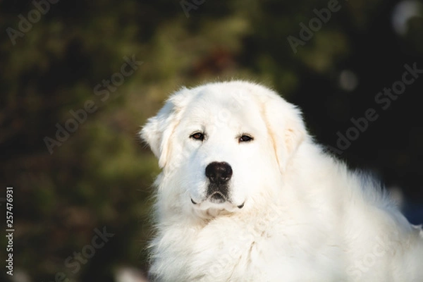 Fototapeta Beautiful and free maremmano abruzzese sheepdog. Close-up of big white fluffy dog is on the snow in the forest in winter