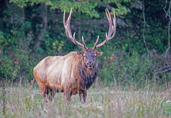Fototapeta A bull Elk with large antlers during the rutting season in the Smokies.