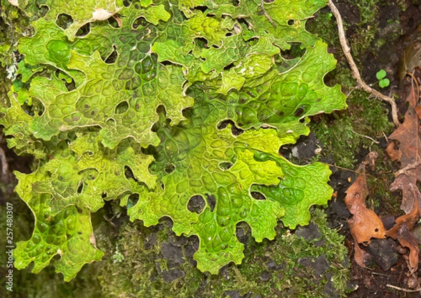 Fototapeta licheni del Genere Lobaria su corteccia d'albero in primo piano